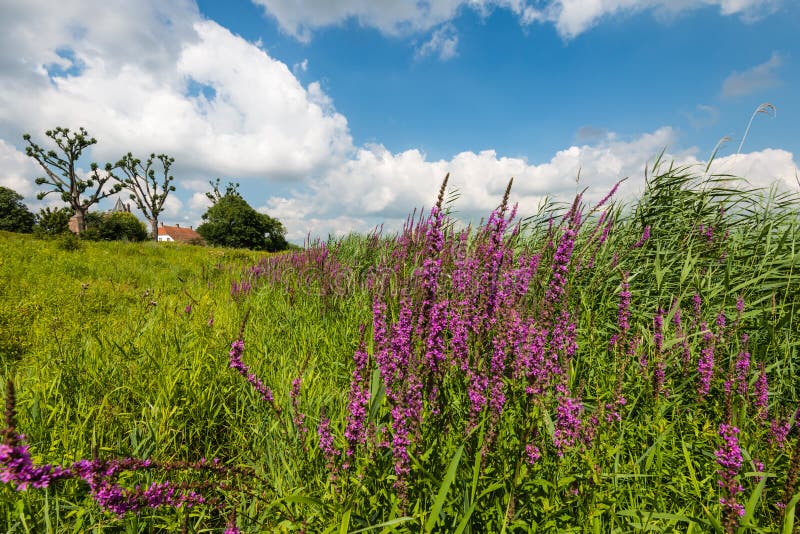 Lythrum salicaria with flowering Purple Loosetrife or Lythrum salicaria plants in the foreground and historical buildings in the background. Lythrum salicaria with flowering Purple Loosetrife or Lythrum salicaria plants in the foreground and historical buildings in the background.