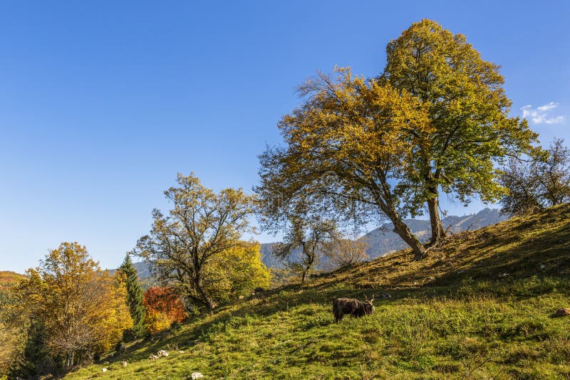 Paysage D Automne Avec Des Animaux De Ferme Photos Libres De Droits Et Gratuites De Dreamstime