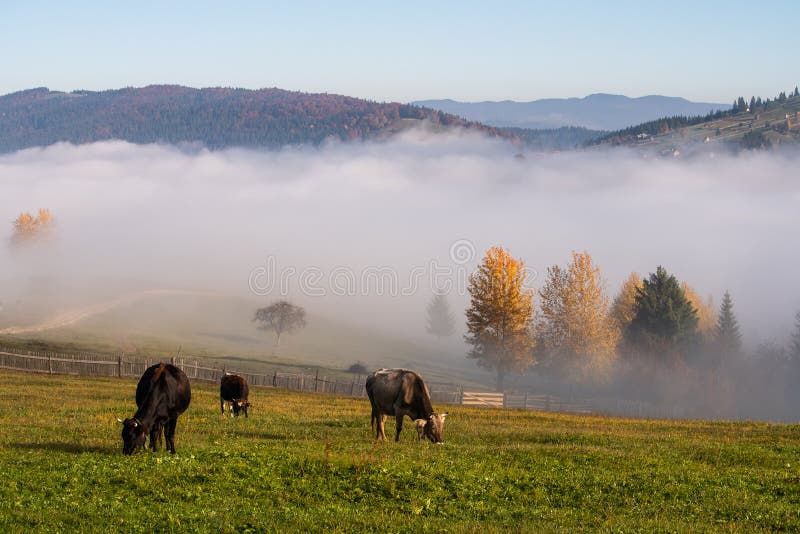 Paysage d'automne de village de Bucovina en Roumanie avec les croassements et la brume image stock Paysage d'automne de village de Bucovina en Roumanie avec les croassements et la brume image stock