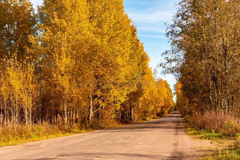 Paysage d'automne - une route rurale avec les arbres de bouleau d'or sur le bord de la route - image image libre de droits Paysage d'automne - une route rurale avec les arbres de bouleau d'or sur le bord de la route - image image libre de droits