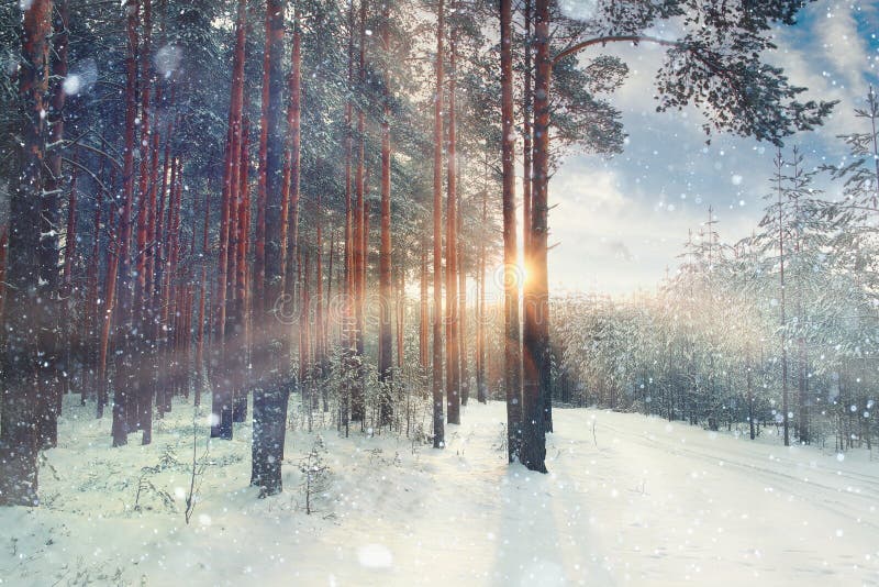 Paysage d'hiver de janvier dans la forêt