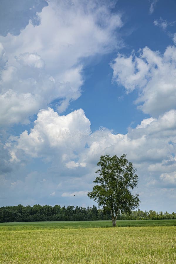 Paysage d'été avec un arbre isolé de birtch image stock Paysage d'été avec un arbre isolé de birtch image stock