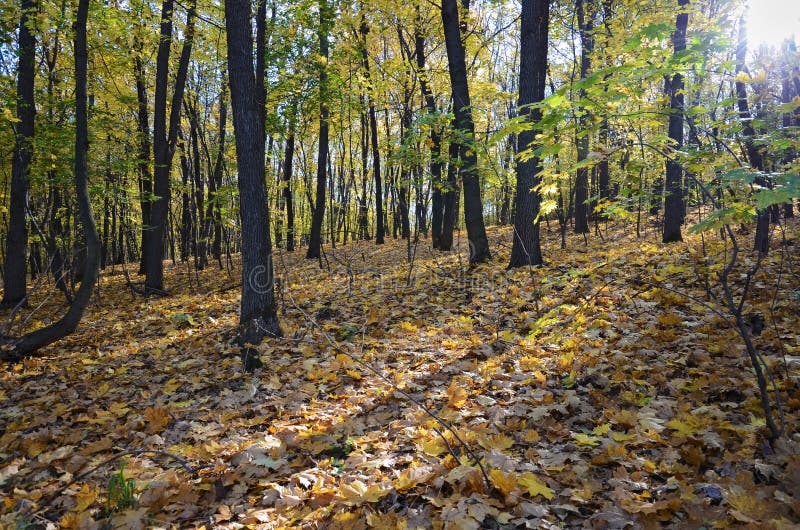 Paysage dans la forêt à feuilles caduques sauvage en automne photos libres de droits Paysage dans la forêt à feuilles caduques sauvage en automne photos libres de droits