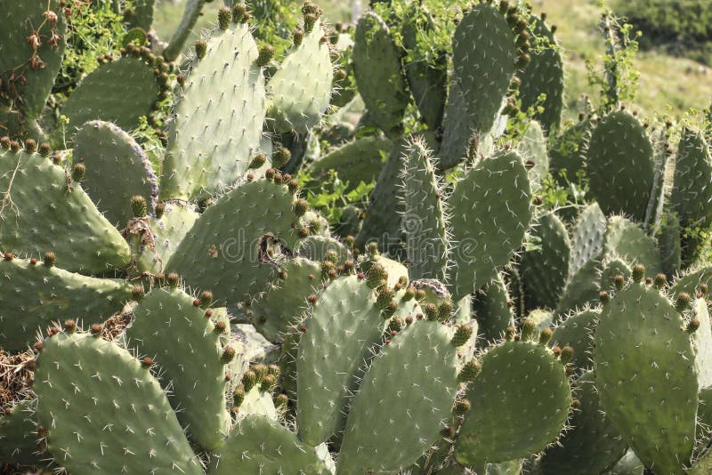 Paysage de cactus Figuier de barbarie ou WI indica de ficus d'opuntia image libre de droits Paysage de cactus Figuier de barbarie ou WI indica de ficus d'opuntia image libre de droits