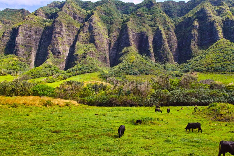 Kualoa Ranch on the east coast of Oahu, Hawaii, USA, cows and distinctive mountain views. Kualoa Ranch on the east coast of Oahu, Hawaii, USA, cows and distinctive mountain views