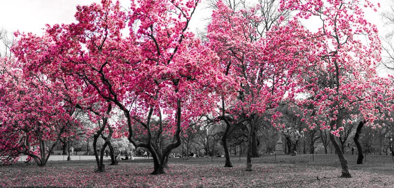 Paysage de forêt avec les arbres roses à New York City noir et blanc