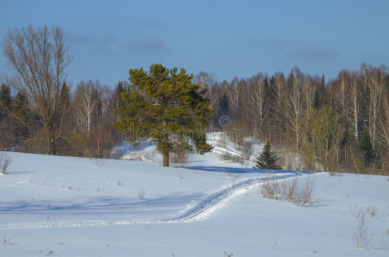 Paysage de l'hiver en bois vers la Sibérie images libres de droits Paysage de l'hiver en bois vers la Sibérie images libres de droits