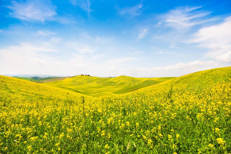 Paysage de la Toscane avec le champ des fleurs en Val d Orcia, Italie