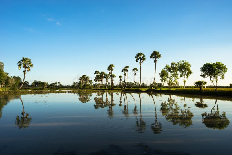 Paysage de lever de soleil avec des palmiers de sucre sur la rizière dans le matin Delta du Mékong, Doc. de Chau, An Giang, Vietn images libres de droits Paysage de lever de soleil avec des palmiers de sucre sur la rizière dans le matin Delta du Mékong, Doc. de Chau, An Giang, Vietn images libres de droits