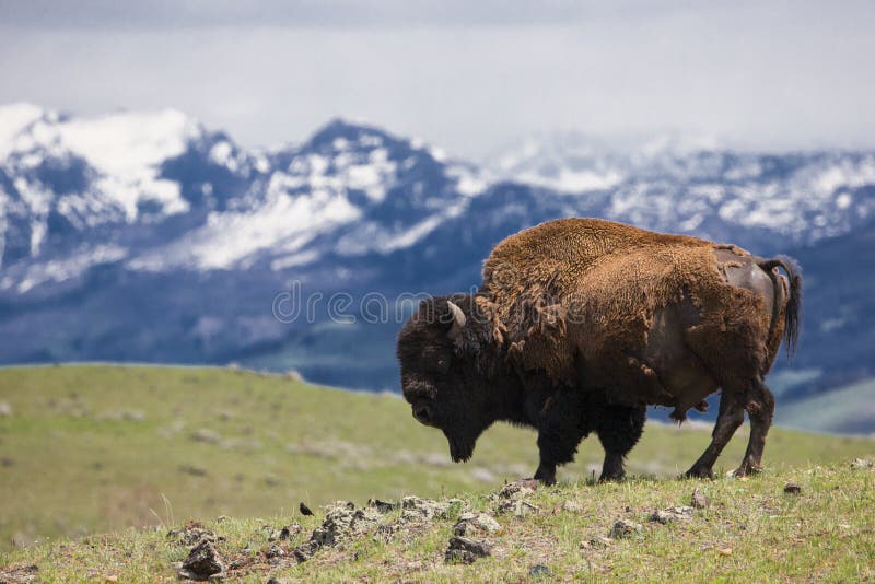 Paysage de montagne avec le buffle sur l'horizon photos libres de droits Paysage de montagne avec le buffle sur l'horizon photos libres de droits