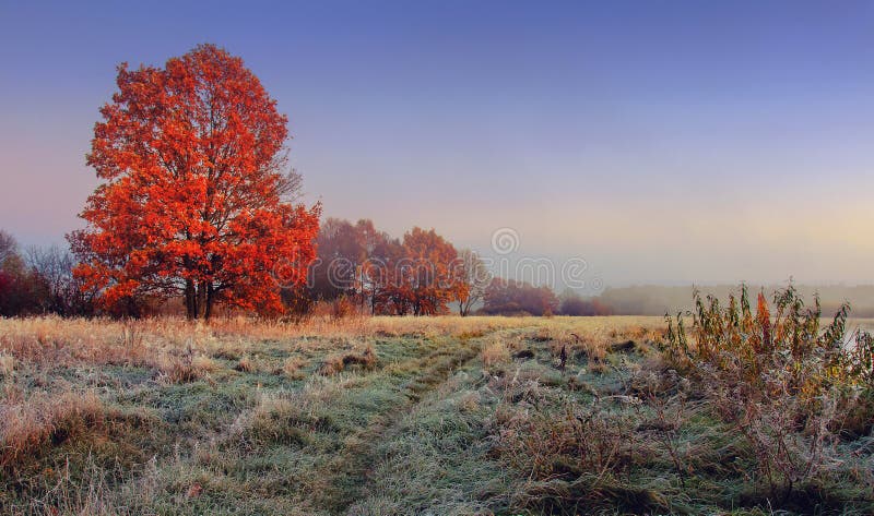 Paysage de nature d'automne Feuillage rouge coloré sur des branches d'arbre au pré avec la gelée sur l'herbe pendant le matin photo libre de droits Paysage de nature d'automne Feuillage rouge coloré sur des branches d'arbre au pré avec la gelée sur l'herbe pendant le matin photo libre de droits