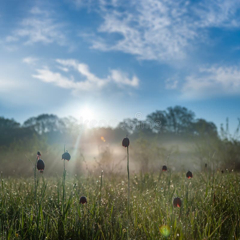 Paysage de printemps avec la tulipe sauvage photo stock