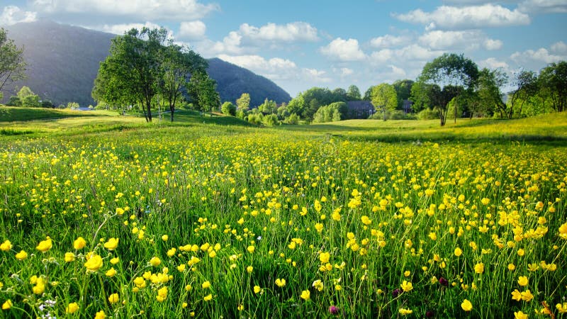 Image of a beautiful field of yellow buttercup flowers blooming in the evening sunlight with green trees and puffy white clouds in the blue sky for Spring background. Image of a beautiful field of yellow buttercup flowers blooming in the evening sunlight with green trees and puffy white clouds in the blue sky for Spring background.