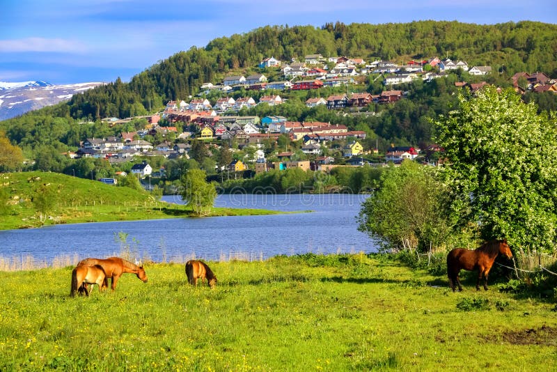 Paysage de ressort avec des chevaux mangeant l'herbe dans un pré vert par un lac à la lumière du soleil photos libres de droits Paysage de ressort avec des chevaux mangeant l'herbe dans un pré vert par un lac à la lumière du soleil photos libres de droits