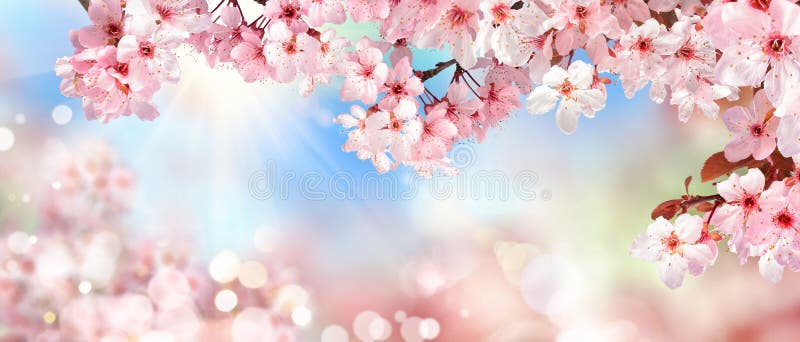 Paysage de ressort avec les fleurs de cerisier roses