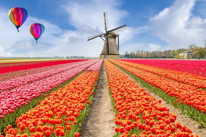 Paysage du bouquet néerlandais des tulipes avec le ballon d'air chaud