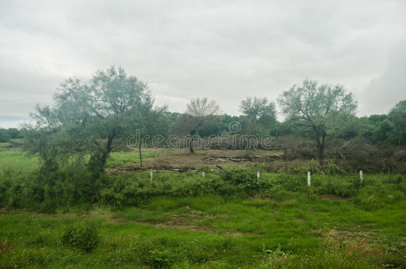 Paysage du déboisement d'une forêt naturelle, du contraste de la vie et mort de la flore et de la faune photo libre de droits Paysage du déboisement d'une forêt naturelle, du contraste de la vie et mort de la flore et de la faune photo libre de droits