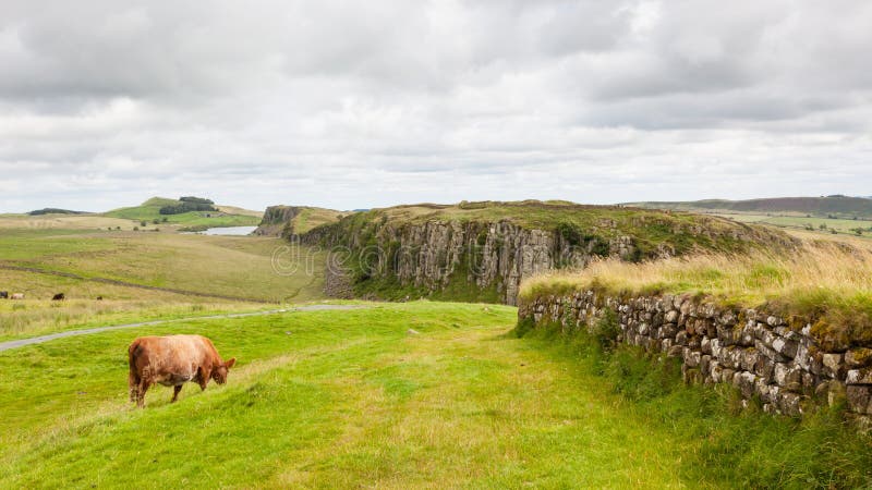 A cow grazing in the verdant Northumberland countryside of England with a section of Hadrian`s Wall visible. A cow grazing in the verdant Northumberland countryside of England with a section of Hadrian`s Wall visible.