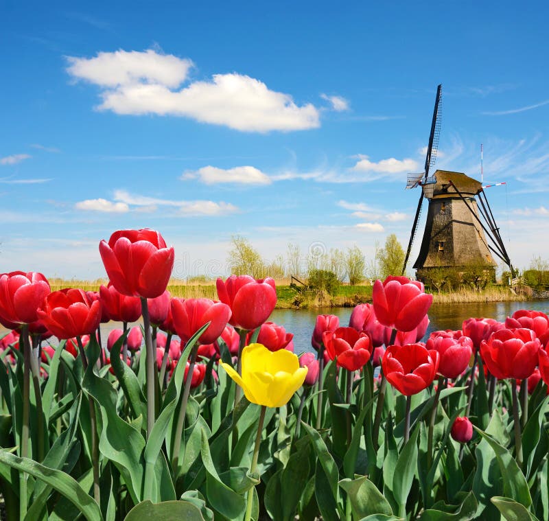 Paysage fabuleux de moulin et de tulipes en Hollande photo stock Paysage fabuleux de moulin et de tulipes en Hollande photo stock