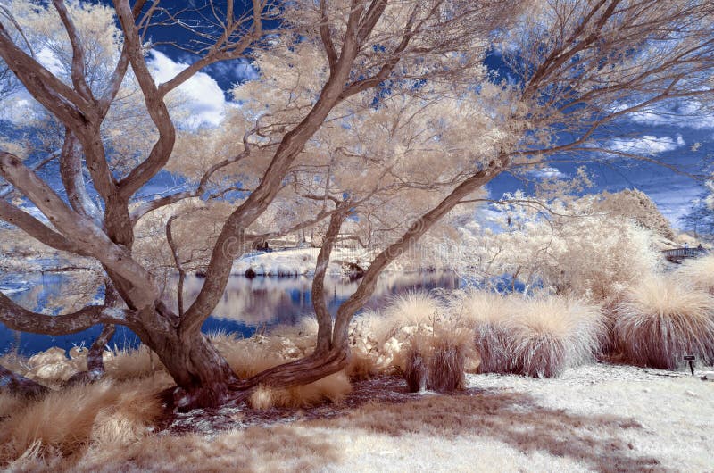 Paysage infrarouge dans des couleurs fausses d'un ter de lac et de feuillage images stock Paysage infrarouge dans des couleurs fausses d'un ter de lac et de feuillage images stock
