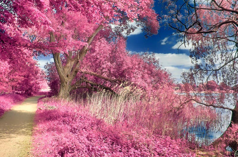 Paysage infrarouge de belle imagination avec des arbres dans une forêt et des domaines et des un bon nombre des éléments pourpres photographie stock libre de droits Paysage infrarouge de belle imagination avec des arbres dans une forêt et des domaines et des un bon nombre des éléments pourpres photographie stock libre de droits