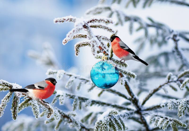 Christmas card natural landscape with two bird bullfinch on a festive spruce with shiny hoarfrost and a glass toy ball sitting in the winter the park. Christmas card natural landscape with two bird bullfinch on a festive spruce with shiny hoarfrost and a glass toy ball sitting in the winter the park