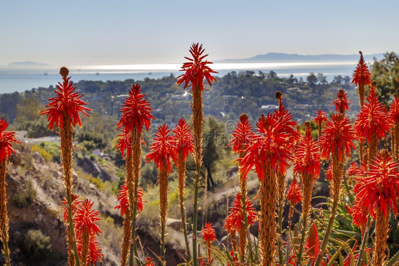 Paysage orange Santa Barbara California de cactus d'aloès