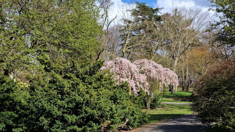 Paysage printanier dans le parc de la ville. images stock