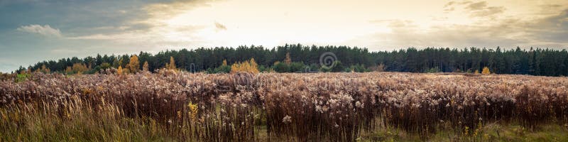 Paysage rural d'automne large vue panoramique latérale d'un champ non cultivé devant la forêt densément surpeuplée avec sauvage photo libre de droits