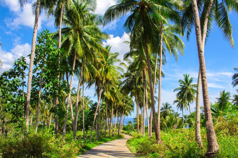 Paysage Tropical  Avec La Route De  Palmier Route De  Paume 