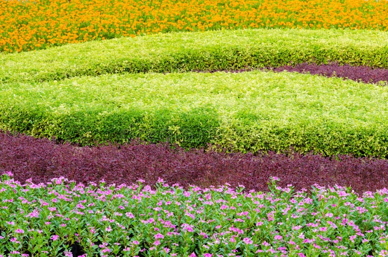 Paysage tropical et fleur de bel arbre de plantes ornementales photo stock Paysage tropical et fleur de bel arbre de plantes ornementales photo stock