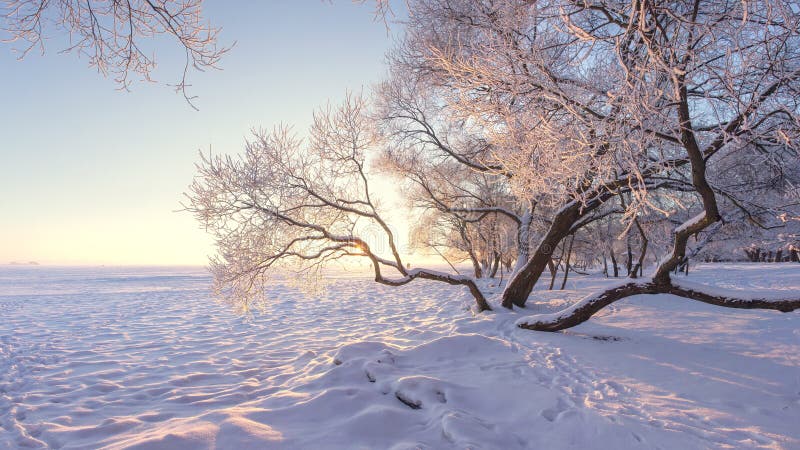 Paysage étonnant de nature d'hiver à la lumière du soleil de matin Gelée sur des arbres Arbres de Milou sur le rivage de lac de g photos stock Paysage étonnant de nature d'hiver à la lumière du soleil de matin Gelée sur des arbres Arbres de Milou sur le rivage de lac de g photos stock