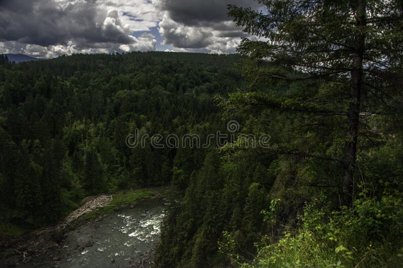 Under beautiful clouds, a green dense forest of the Pacific Northwest is a haven for hikers and home for Sasquatch. Under beautiful clouds, a green dense forest of the Pacific Northwest is a haven for hikers and home for Sasquatch