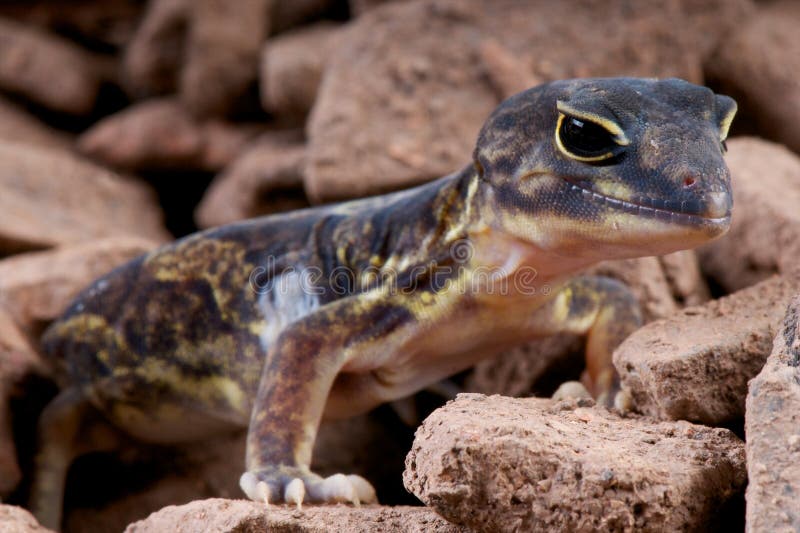 Also known as the Dwarf Fat-Tailed Gecko,Holodactylus africanus. it lives in northeast Africa; H. africanus originates from the border area between Kenya and Tanzania to Ethiopia. Also known as the Dwarf Fat-Tailed Gecko,Holodactylus africanus. it lives in northeast Africa; H. africanus originates from the border area between Kenya and Tanzania to Ethiopia.