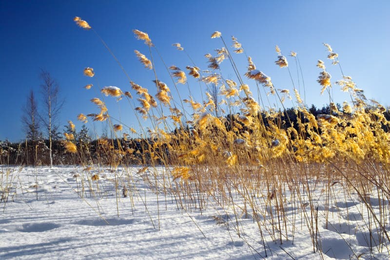 Frozen cane on a background of a blue sky. Frozen cane on a background of a blue sky