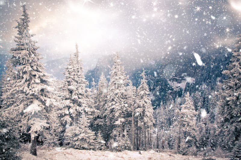 winter wonderland Christmas background with snowy fir trees in the mountains. winter wonderland Christmas background with snowy fir trees in the mountains