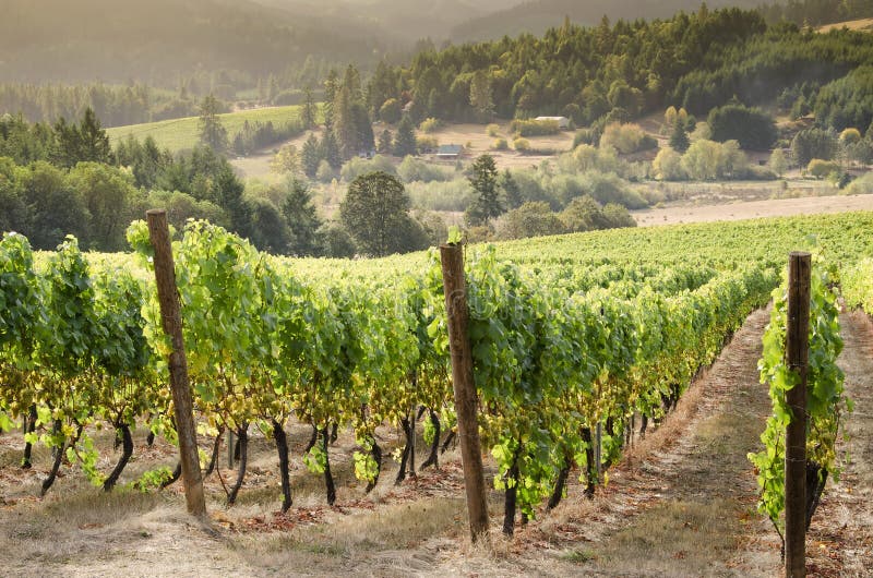 País de vinho de Oregon