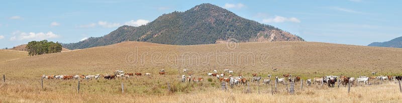 País rural del ganado del paisaje del panorama de Australia