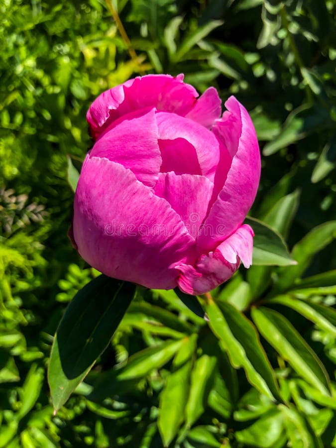 A flor do peão que cresce em um jardim do verão.