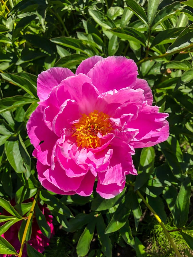 A flor do peão que cresce em um jardim do verão.