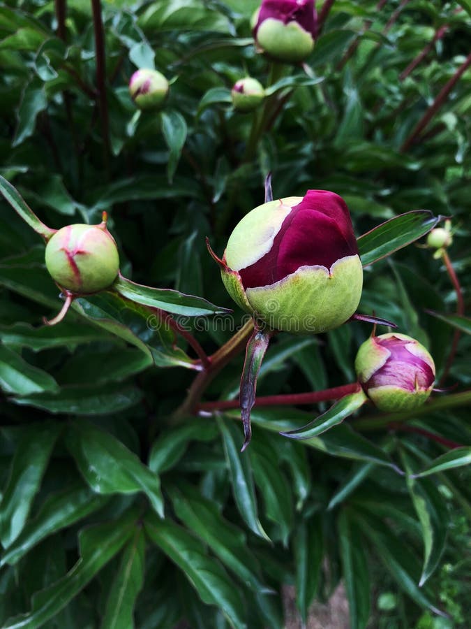 Mato De Peões No Jardim. Lindos Botões Cor-de-rosa Escuros Das Flores De  Verão. Cor De Peony Flor Bordeaux Foto de Stock - Imagem de nave,  florescer: 186224360