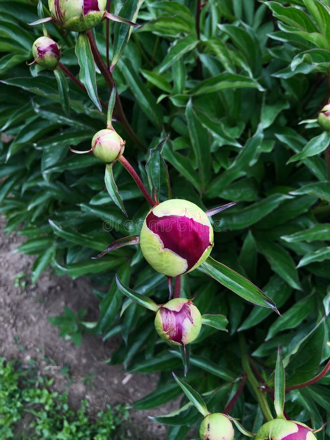 Mato De Peões No Jardim. Lindos Botões Cor-de-rosa Escuros Das Flores De  Verão. Cor De Peony Flor Bordeaux Foto de Stock - Imagem de nave,  florescer: 186224360