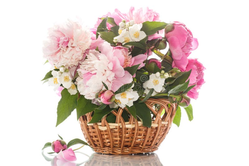 Peônias de florescência bonitas imagens de stock Peônias de florescência bonitas imagens de stock