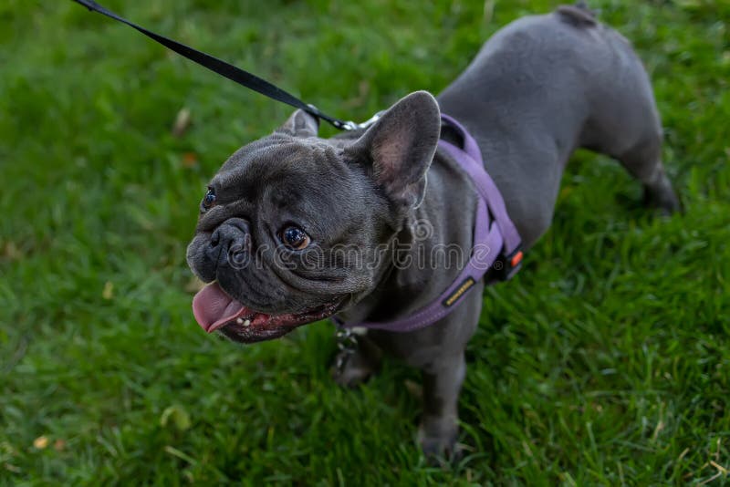 Pe un buldog franțuzesc care merge în parc pe gazon stock photos