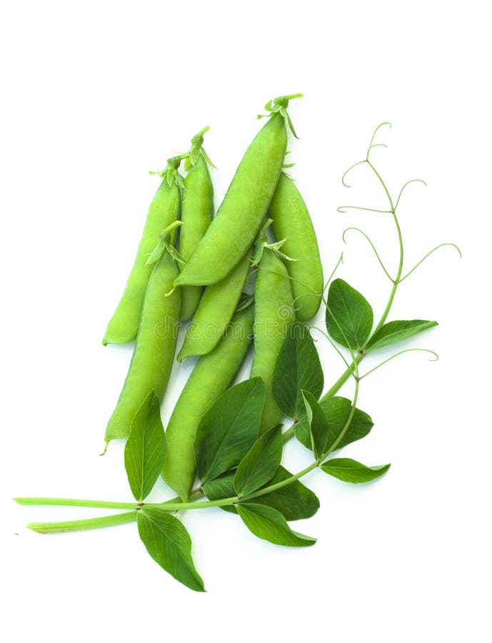 525 Pea Pod Vine Stock Photos Free & RoyaltyFree Stock Photos from
