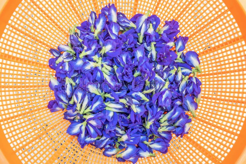 Pea blue flower is drying. stock photo. Image of herb 72444862