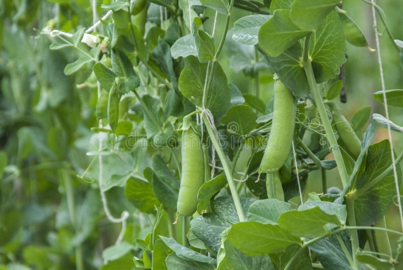 Pea crop stock image. Image of farm, peas, ground, cousine 62210163