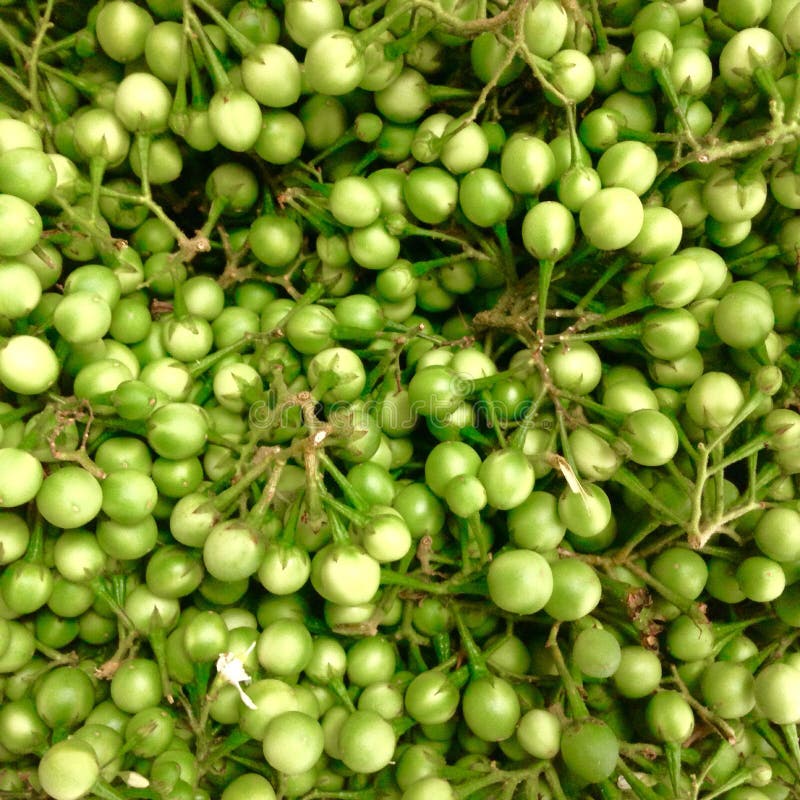Pea Eggplants imagem de stock. Imagem de mini, mercado 46723653