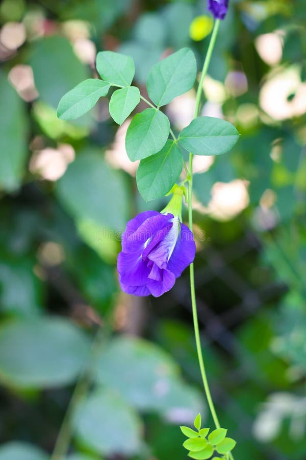 Pea flower on the tree