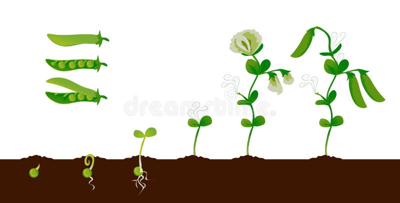 Pea Growth. Green Plant Growing Stages with Seedling, Sprout and Pods ...